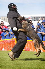 5551748077 dbf6e05d84 m The Military Working Dog Foundation