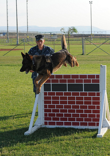 A Marine embraces his military working dog 6010957687 fa49ec6bde A Marine embraces his military working dog