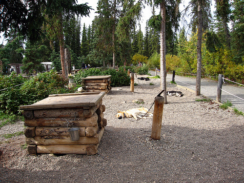 6116844856 ca304775f5 Cool Sled Dogs images