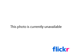 5974299436 b75795eb88 m Are Pit Bulls Working Dogs?