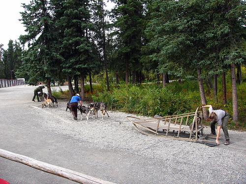 6116348801 2020269c79 Sled dog pawprints