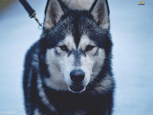 6600587703 57f22d2289 Cool Siberian Husky images