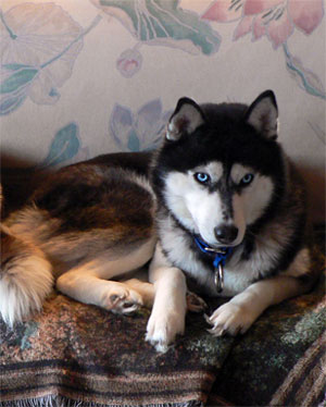 anika the couch potato