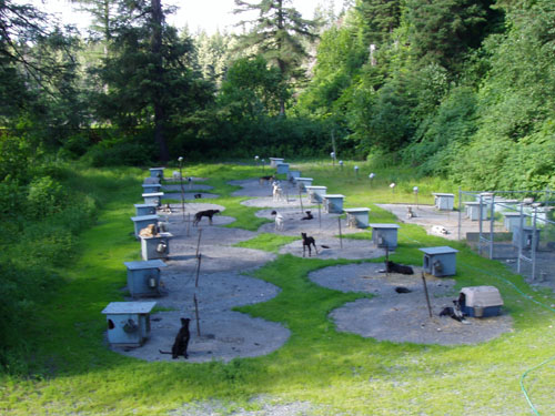 dog yard in the summer