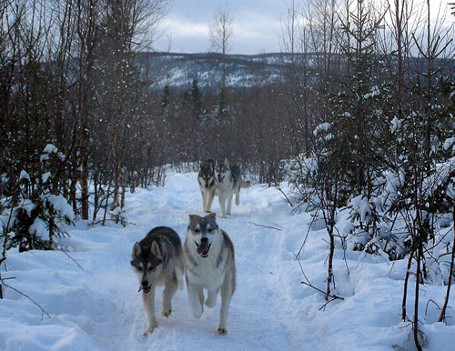 free running in the snow