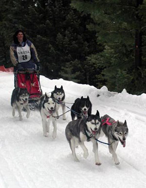 racing dogs with kathy