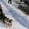 2007_iditarod_jeff_king_number2