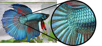 Canon Powershot SD1400IS highlights