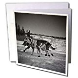 Krista Funk Creations Sled Dogs Yukon Quest Sled Dogs on the Takhini River Black and White Greeting Cards 12 Greeting Cards with envelopes 31VV4lEMK%2BL. SL160 Krista Funk Creations Sled Dogs Yukon Quest Sled Dogs on the Takhini River Black and White Greeting Cards 12 Greeting Cards with envelopes
