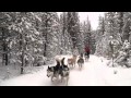 default Après Adventures: Dog Sledding in Breckenridge Colorado